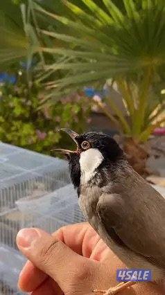 مطلوب بلبل⛔️0