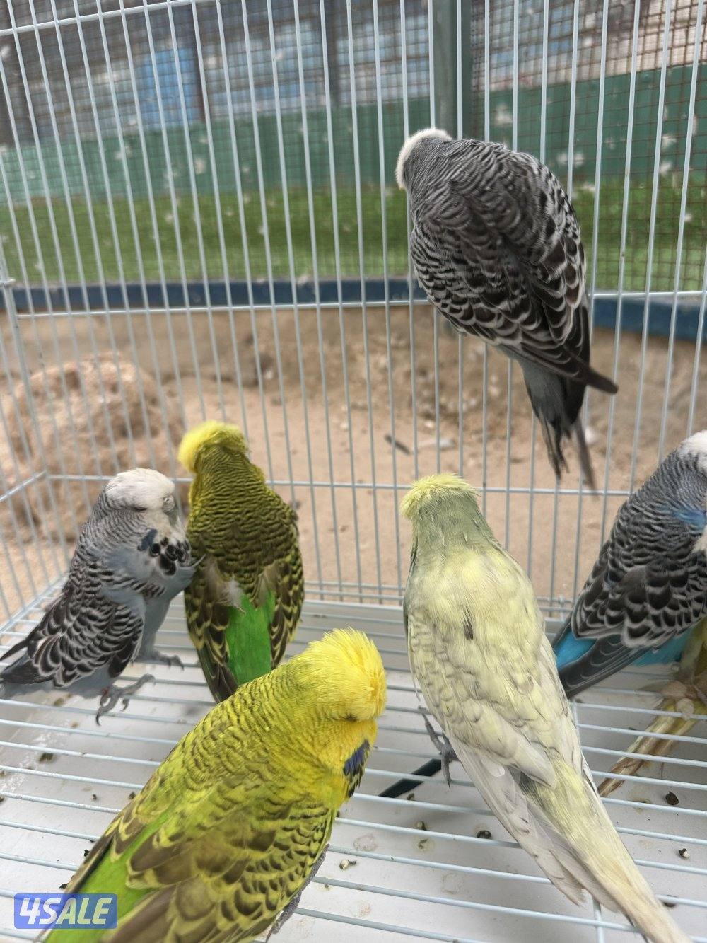 طيور حب + لاحم0