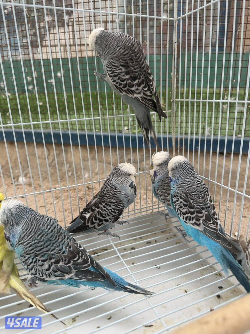 طيور حب + لاحم2