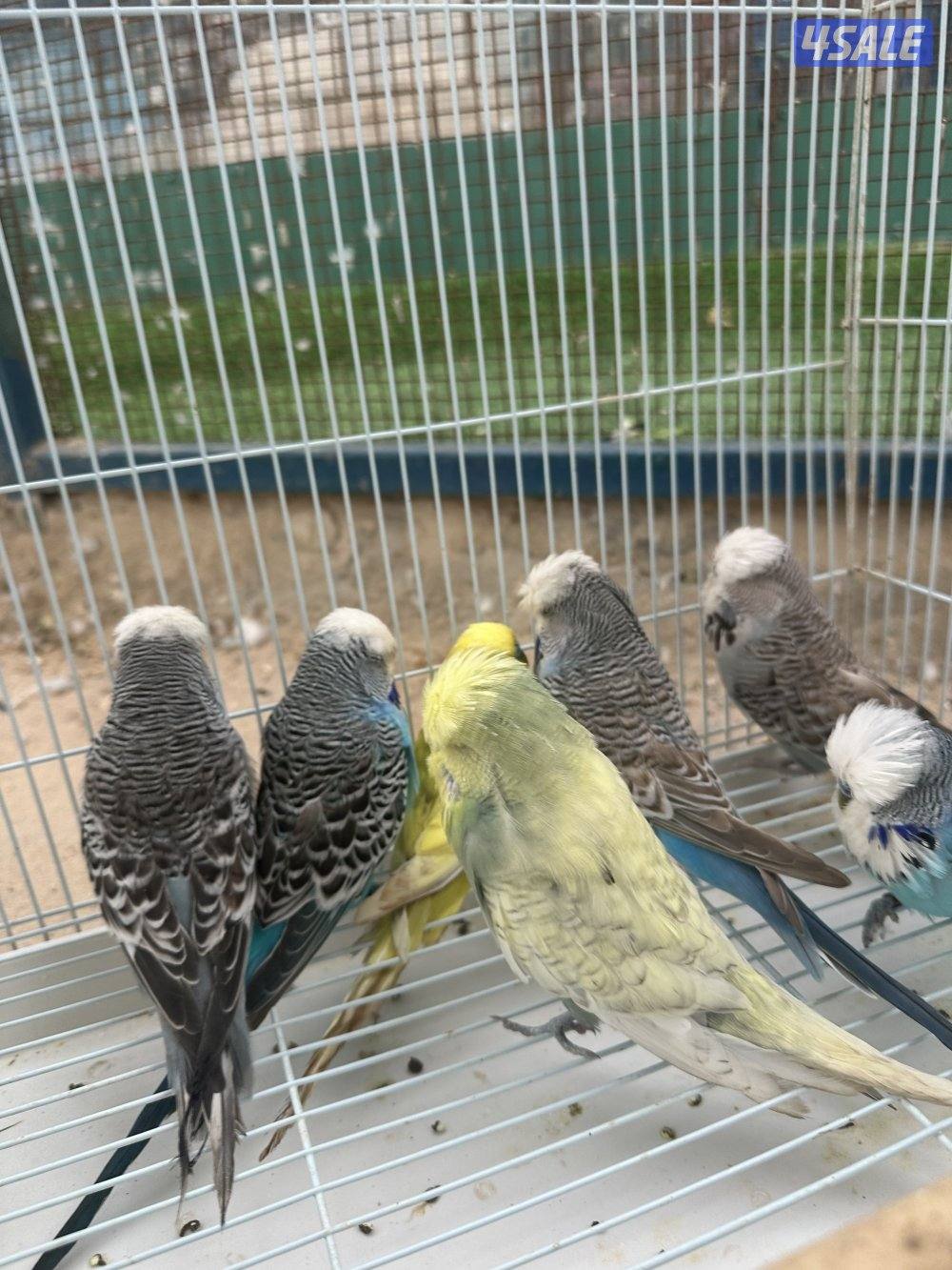 طيور حب + لاحم3