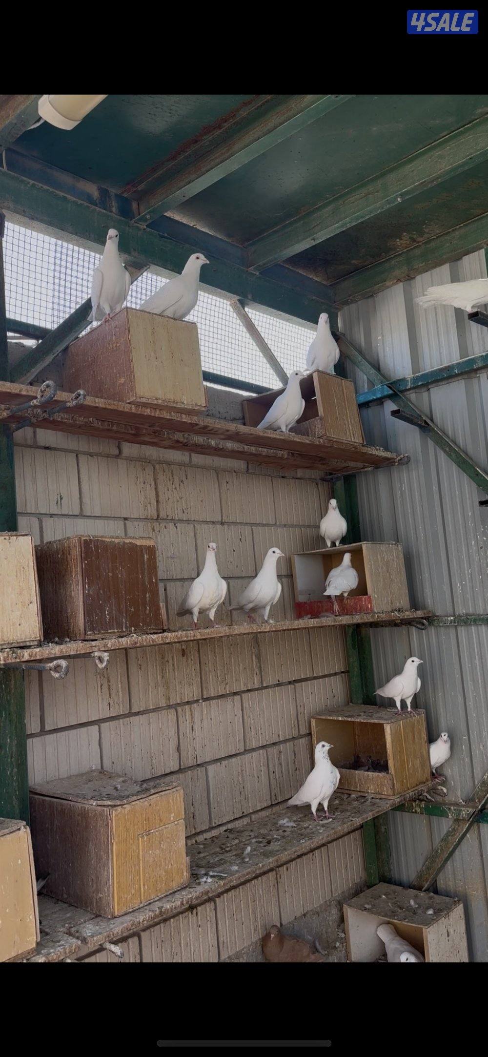 طيور حب + لاحم4