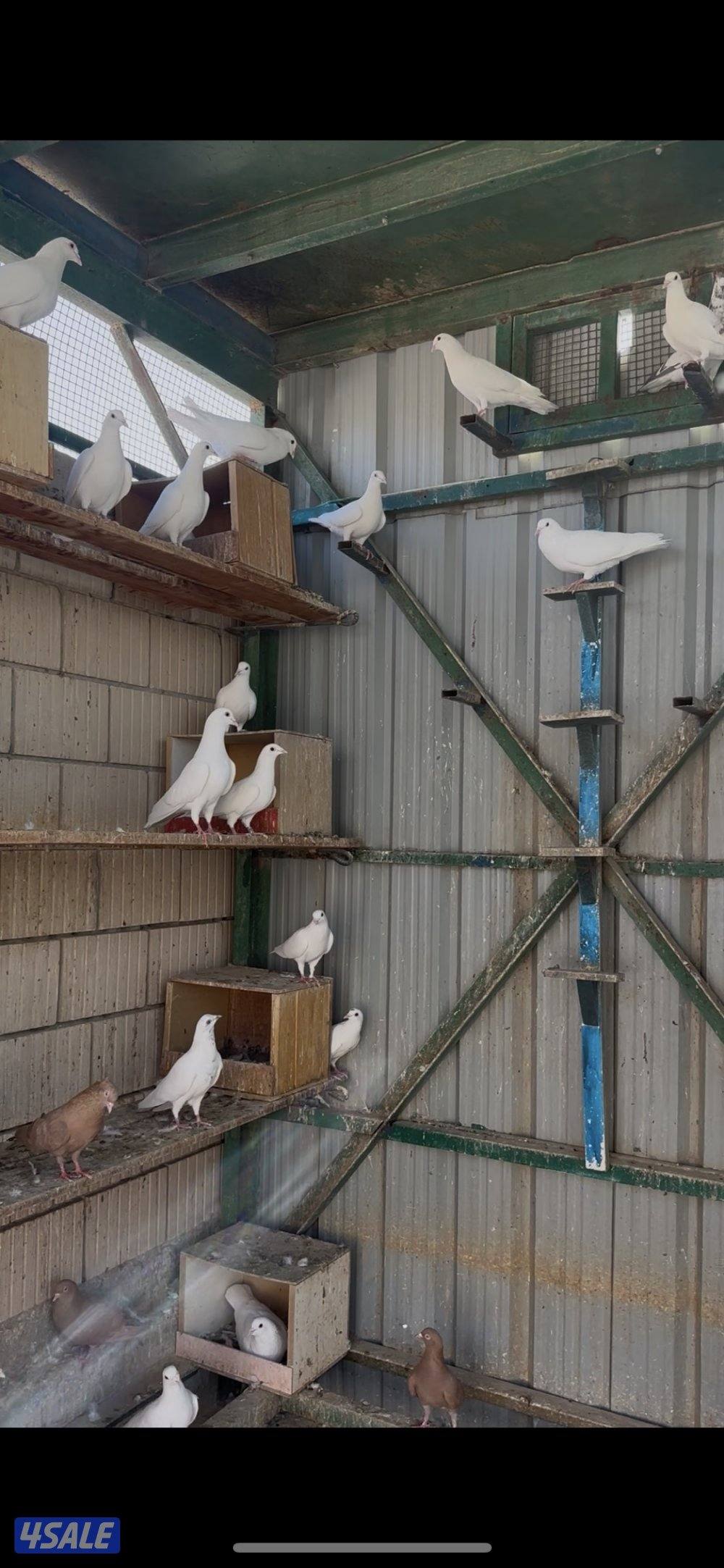 طيور حب + لاحم5