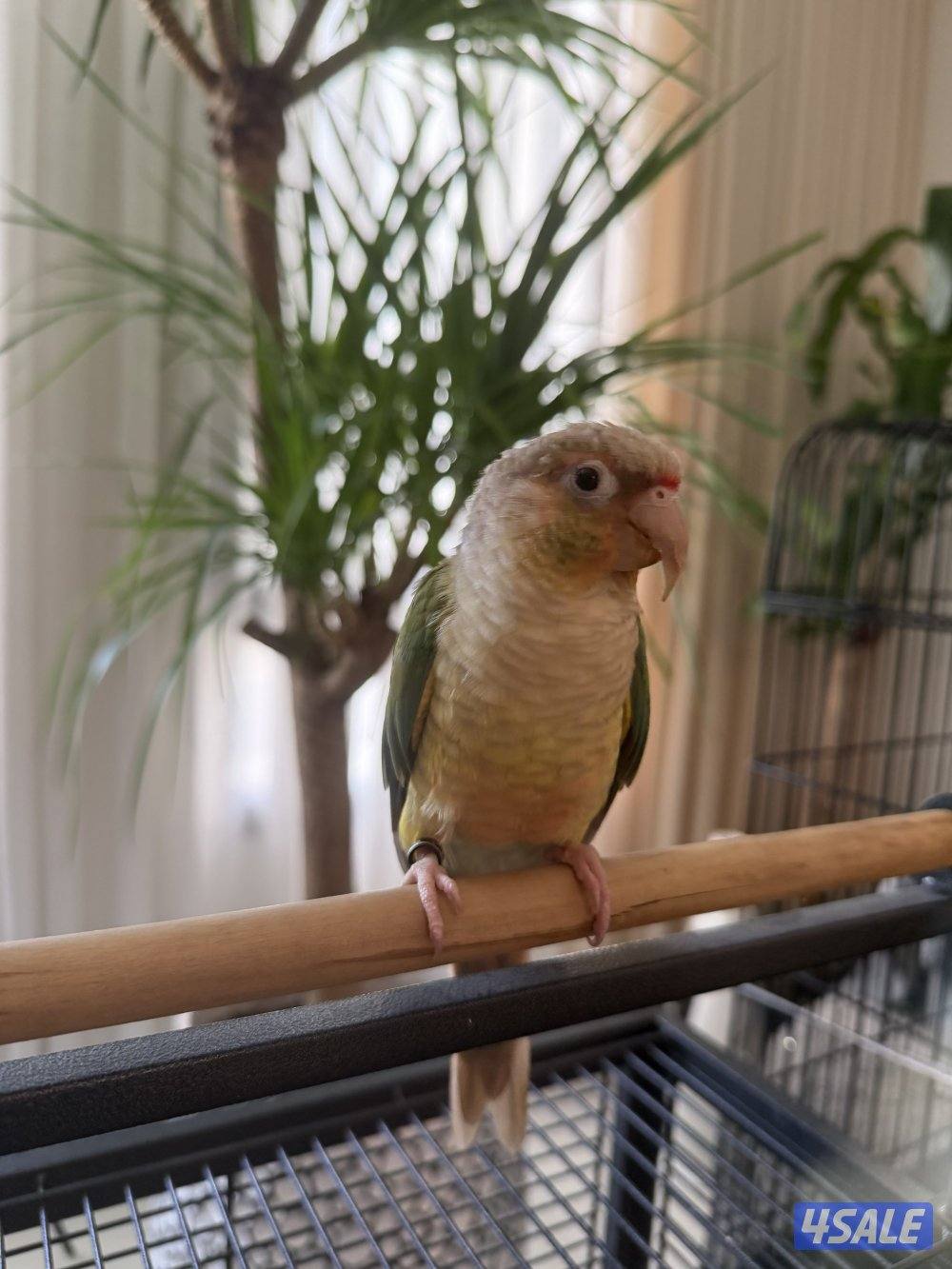 للييع كنيور سينامون0