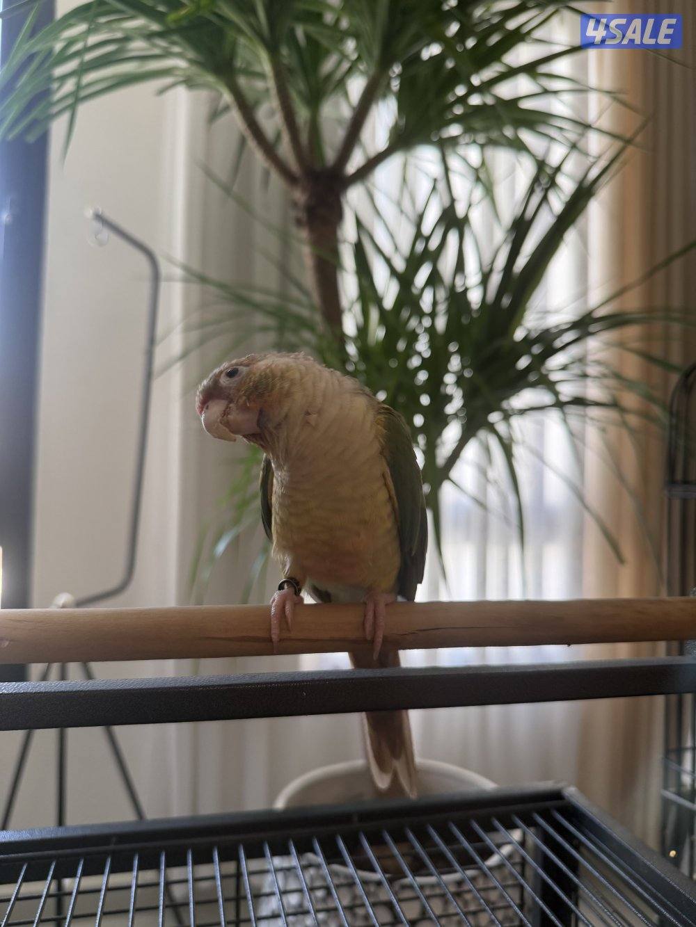 للييع كنيور سينامون1