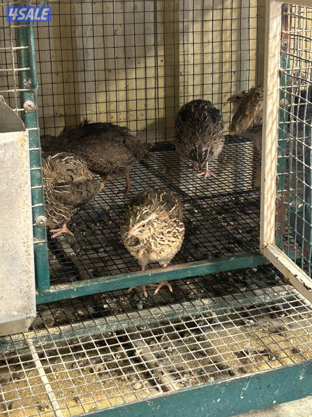 للبيع بيض فري تجميع يومي0