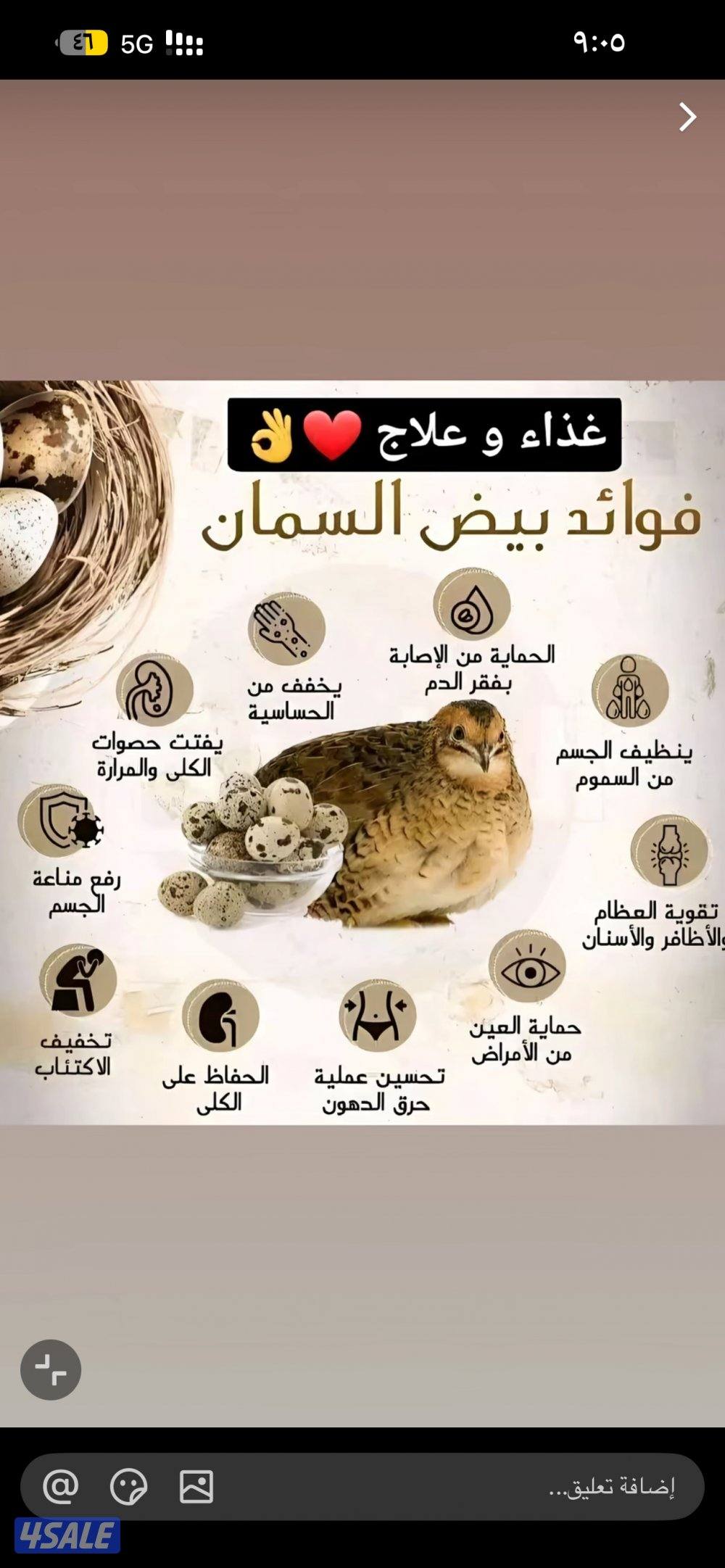 للبيع بيض فري تجميع يومي1