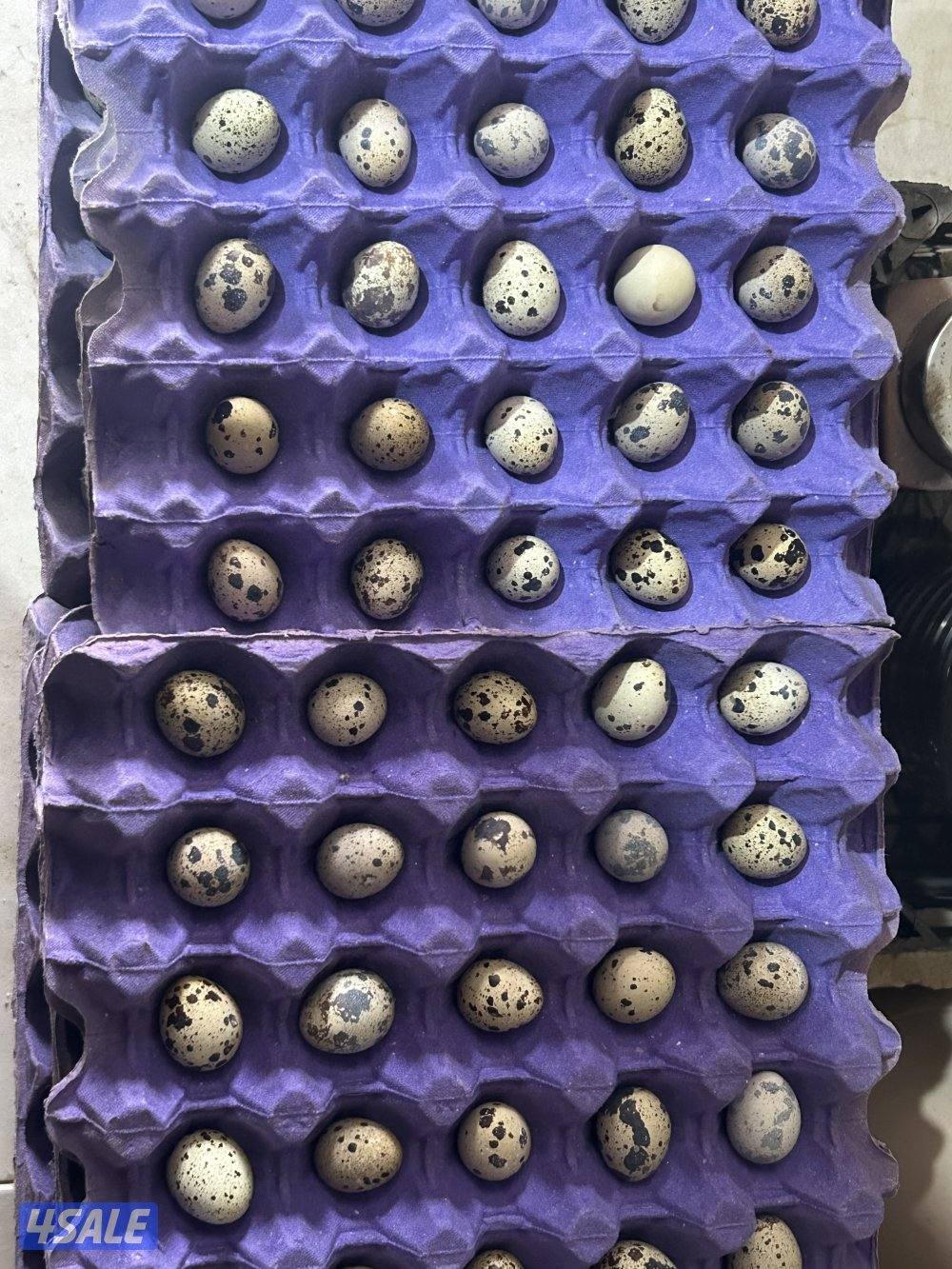 للبيع بيض فري تجميع يومي2