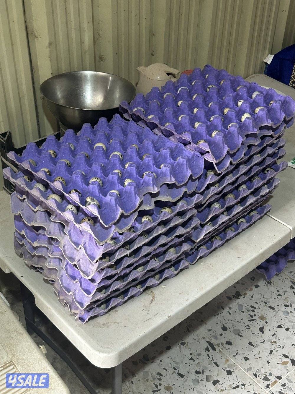 للبيع بيض فري تجميع يومي3