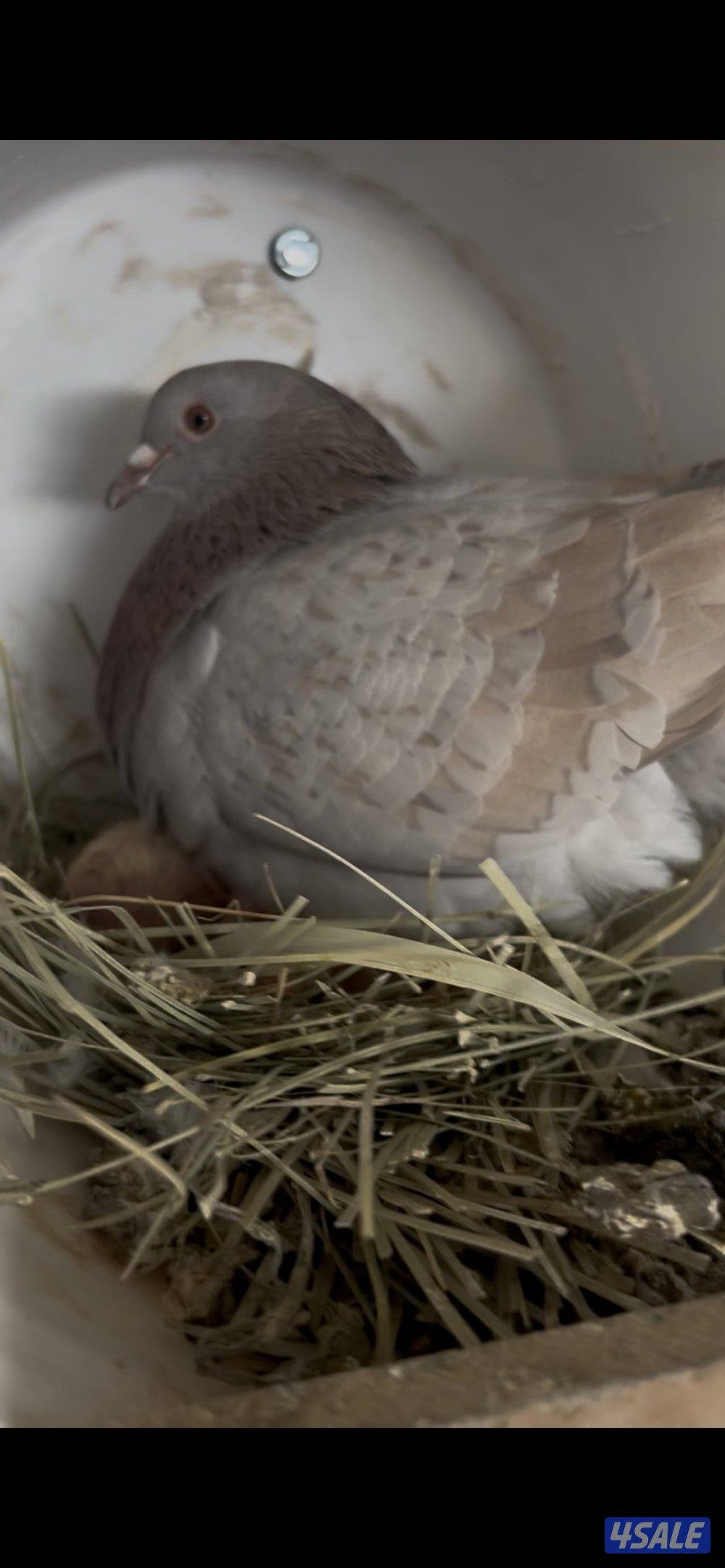 حمام منتجه2