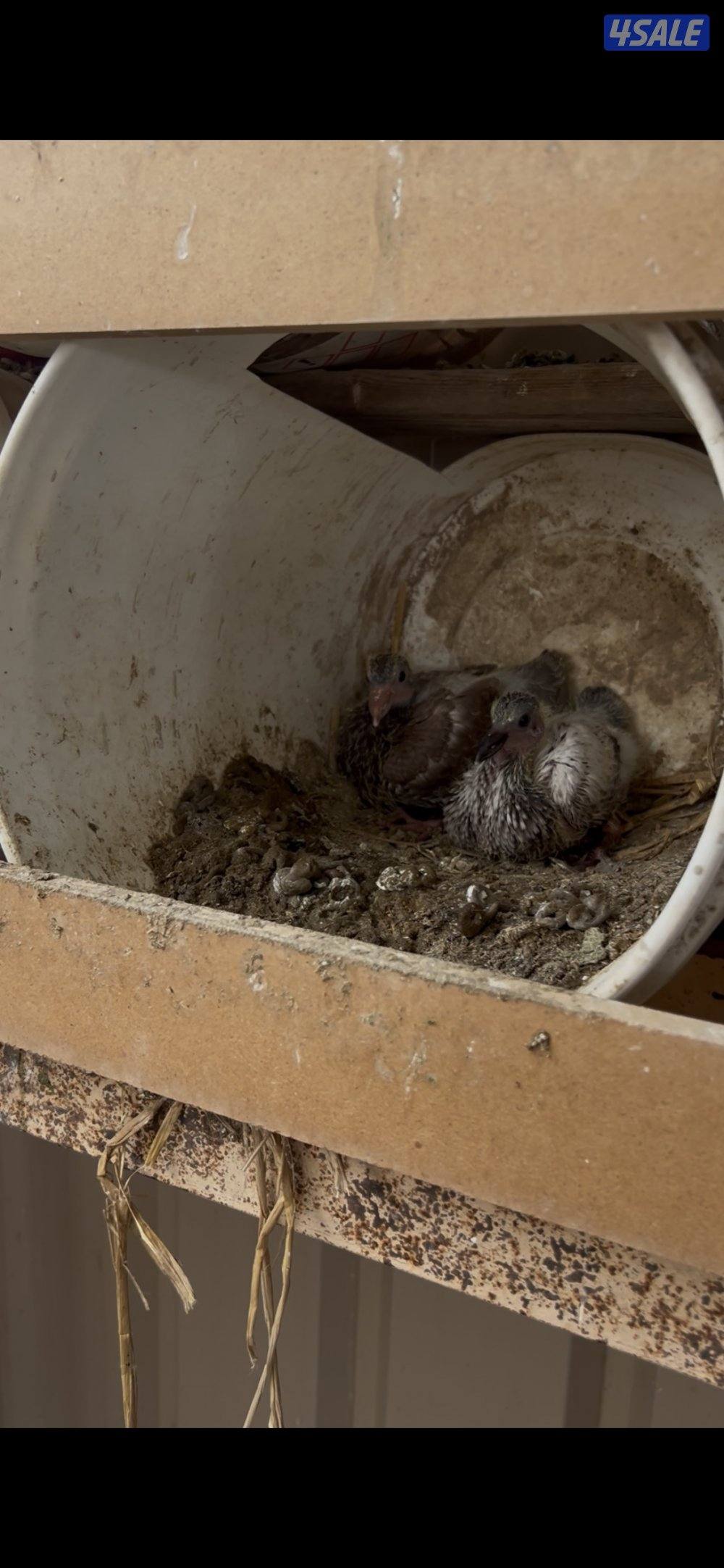 حمام منتجه1