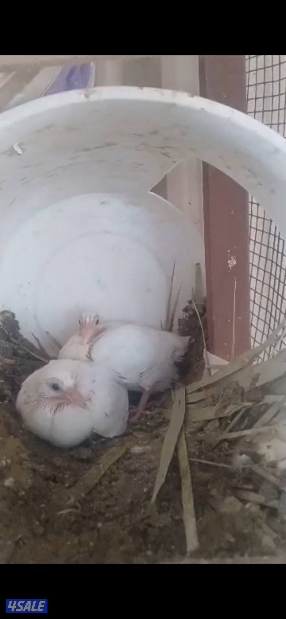 حمام منتجه0