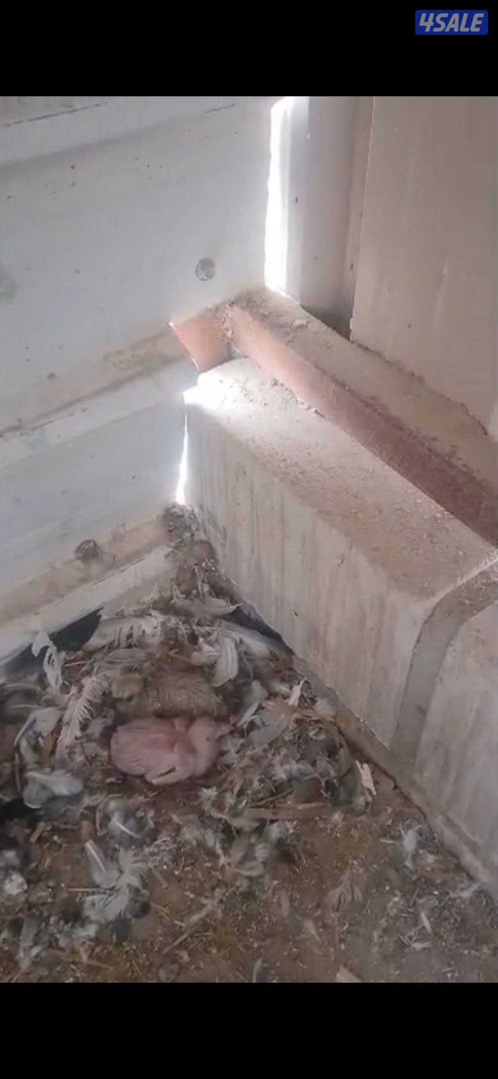 حمام منتجه3