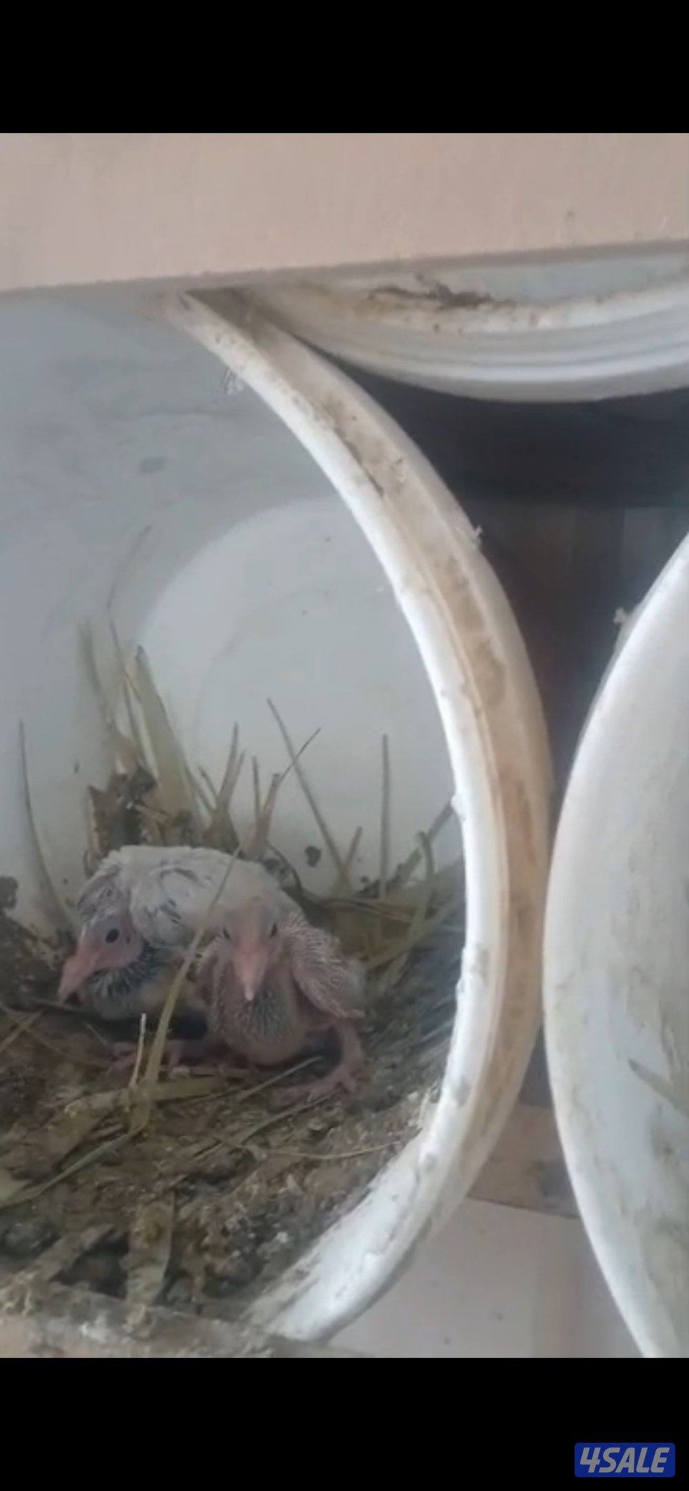 حمام منتجه4