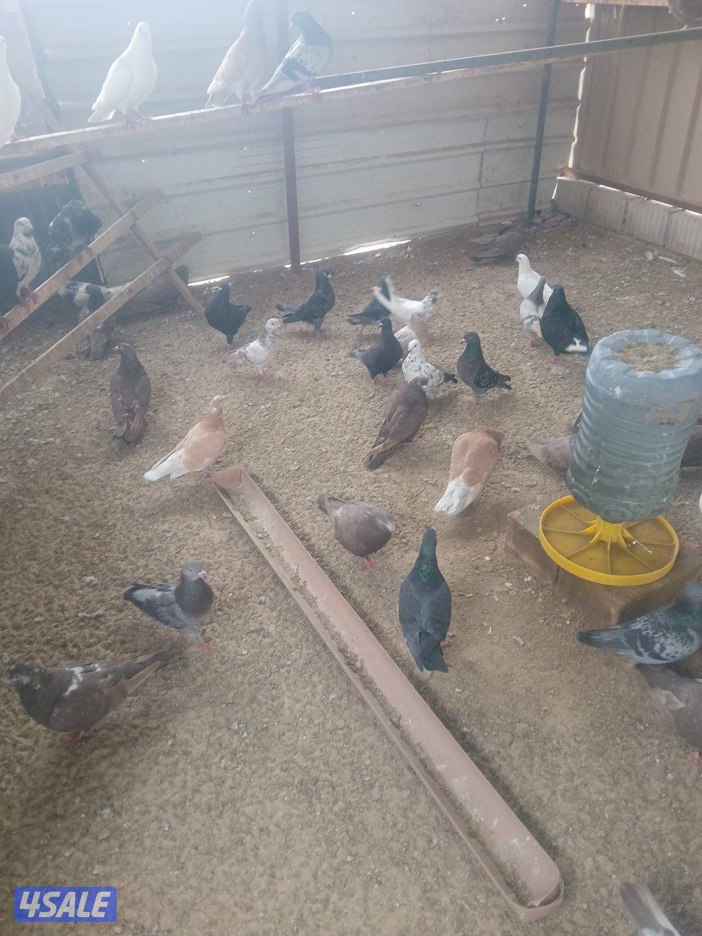 حمام منتجه5