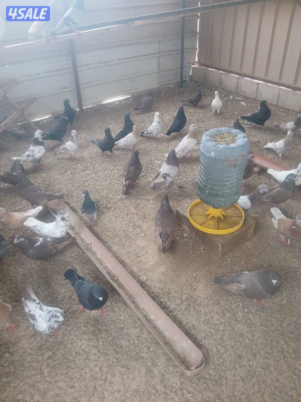 حمام منتجه6