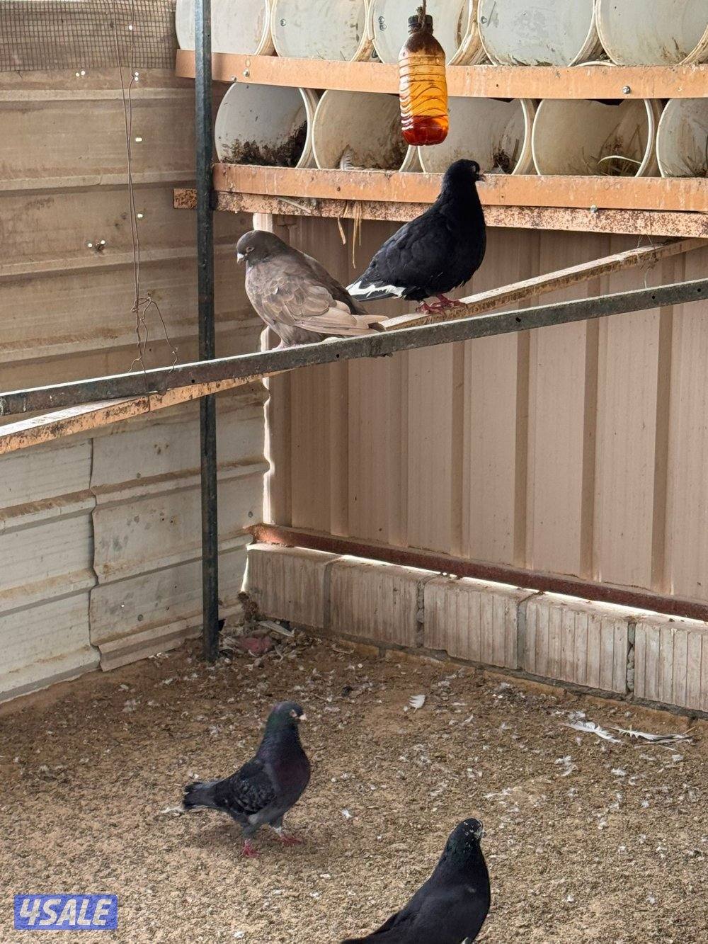 حمام منتجه7