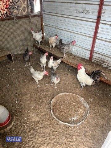 للبيع على مجاميع الدجاج والبيع سمح للصامل0