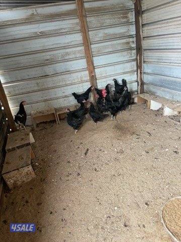 للبيع على مجاميع الدجاج والبيع سمح للصامل2