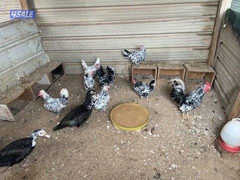 للبيع على مجاميع الدجاج والبيع سمح للصامل1