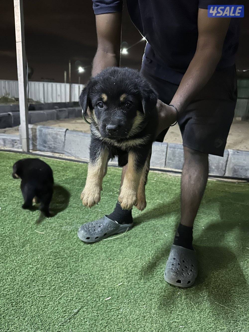 للبيع جراء جيرمن شيبرد متوفر ذكور ونثاي دم صعب0
