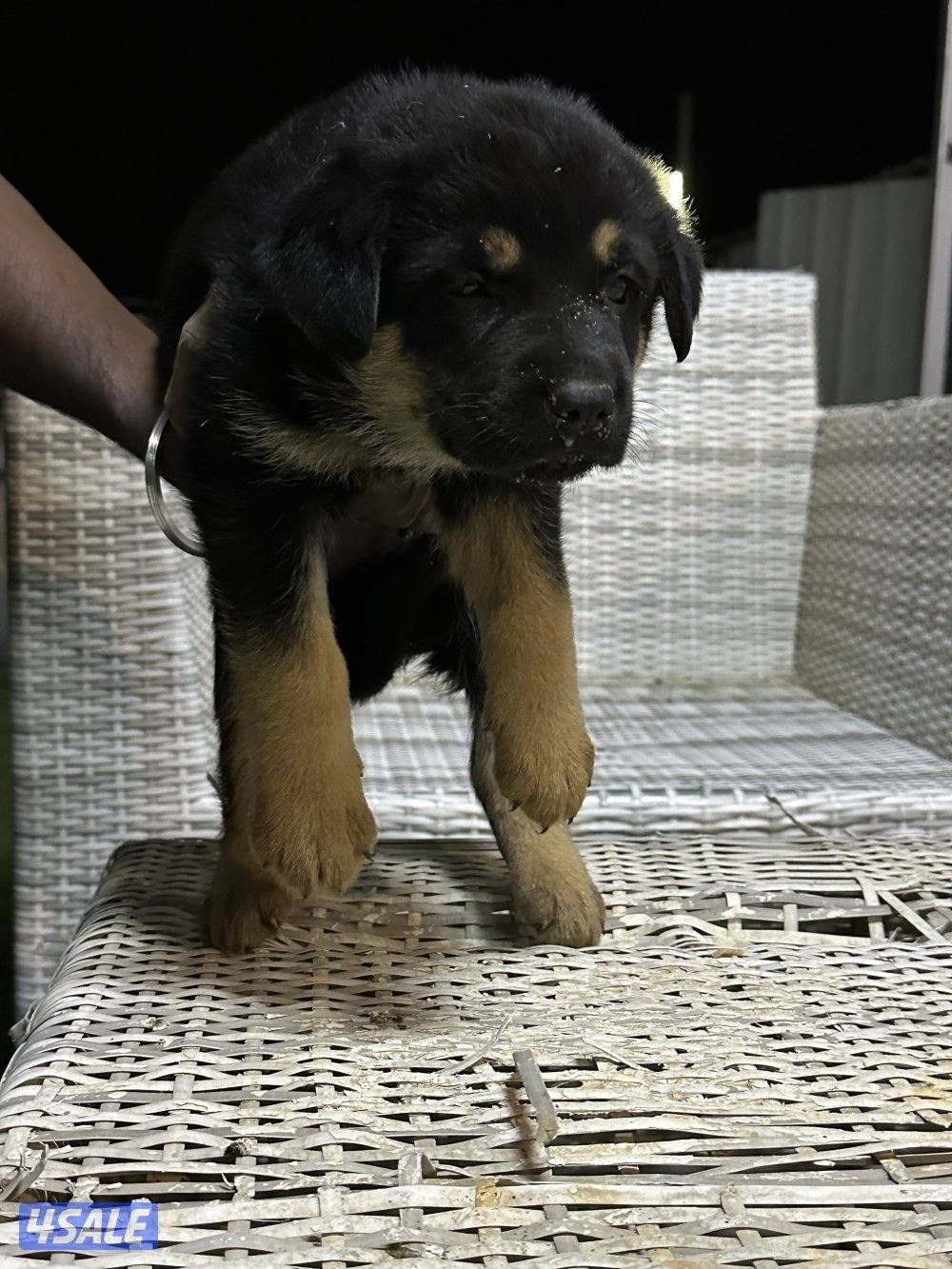 للبيع جراء جيرمن شيبرد متوفر ذكور ونثاي دم صعب1