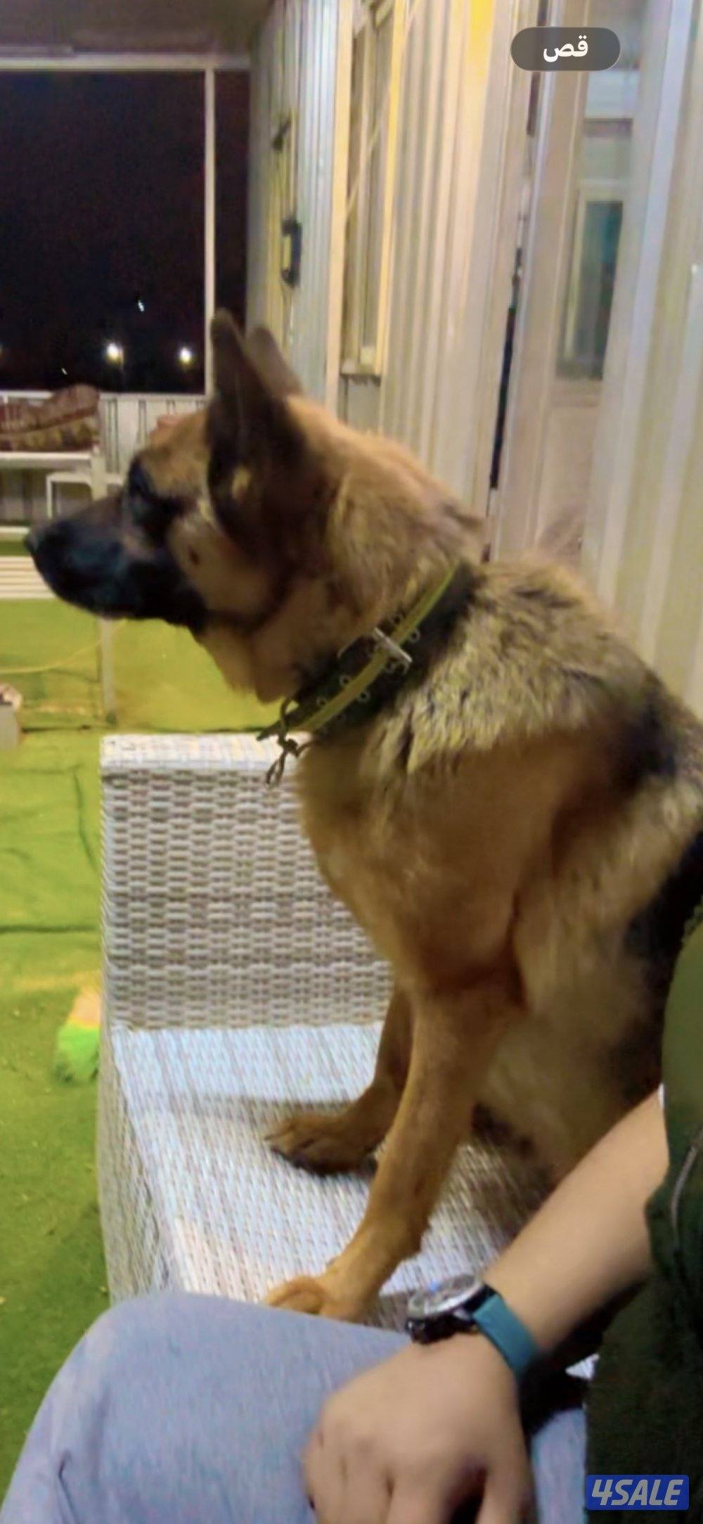 للبيع جراء جيرمن شيبرد متوفر ذكور ونثاي دم صعب2