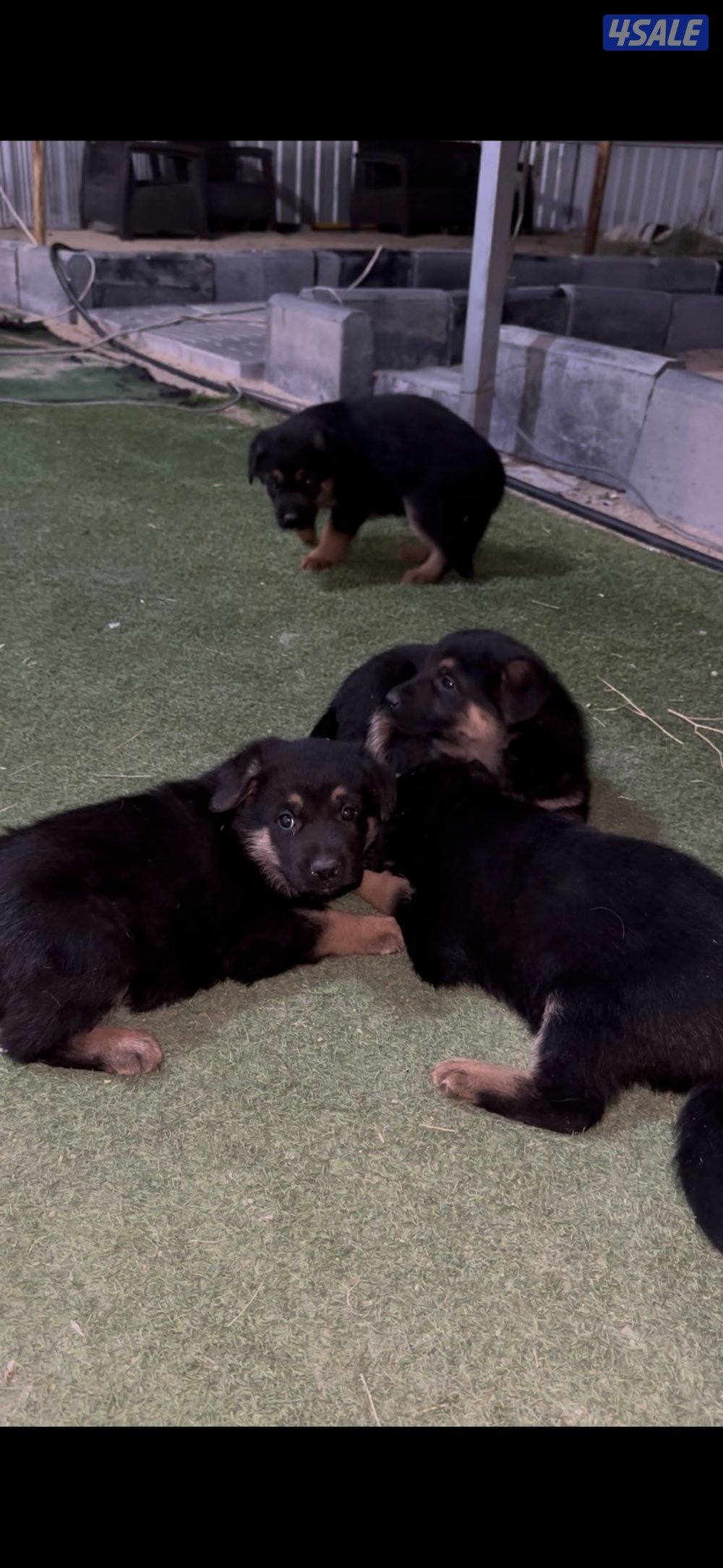 للبيع جراء جيرمن شيبرد متوفر ذكور ونثاي دم صعب3