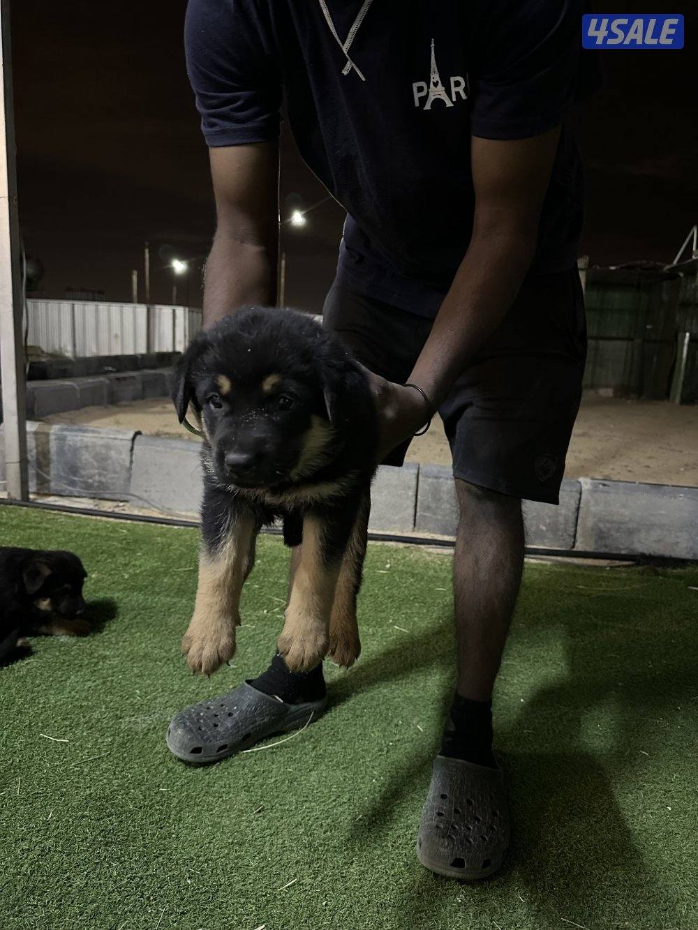 للبيع جراء جيرمن شيبرد متوفر ذكور ونثاي دم صعب4