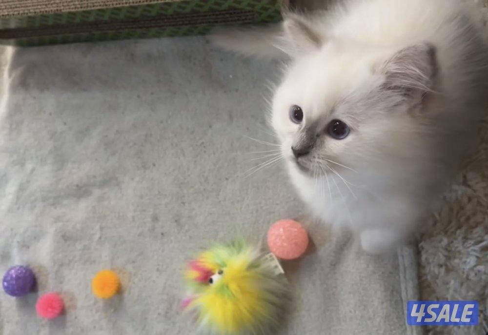 Ragdoll x Persian1
