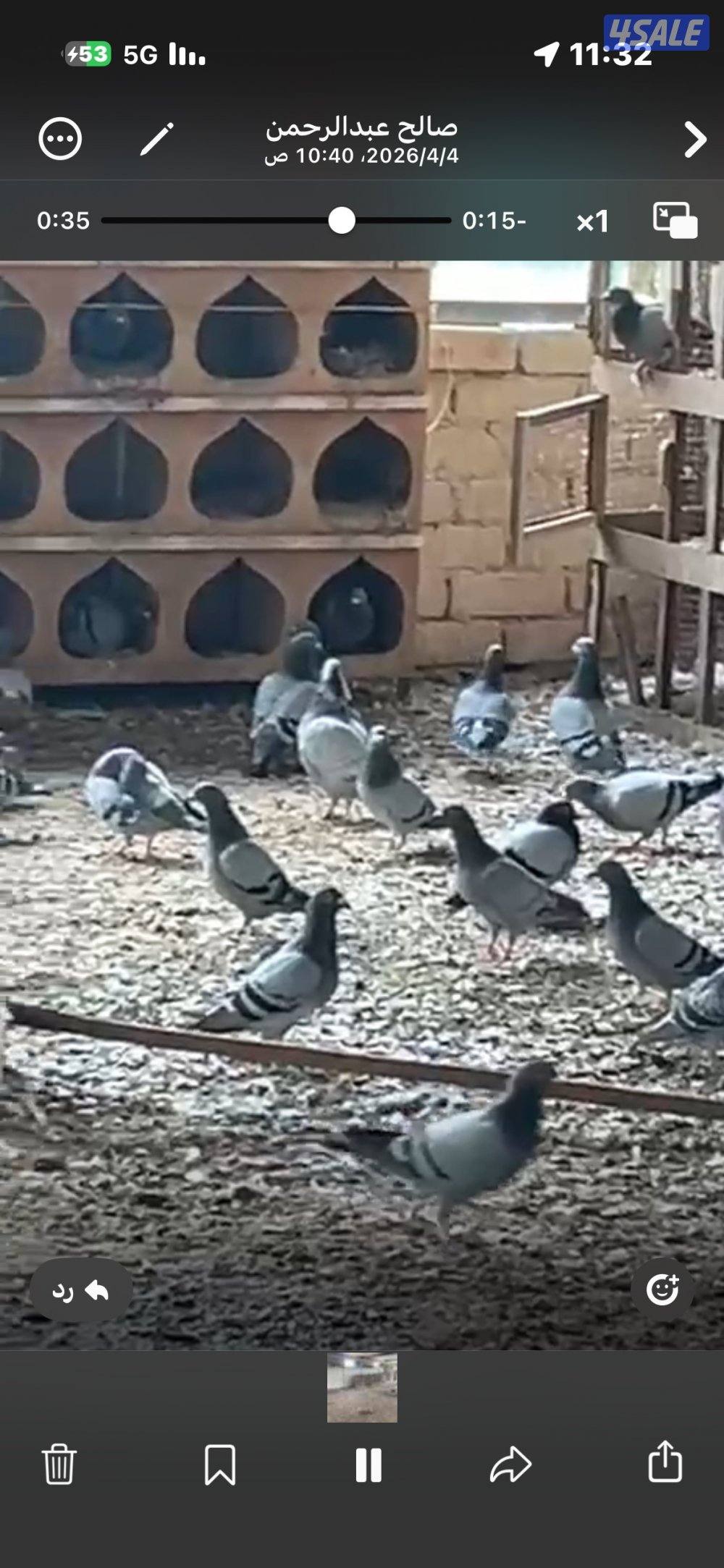 حمام زاجل انتاج طيب العدد فوق 250 الى 300 البيع جمله التواصل واتساب0