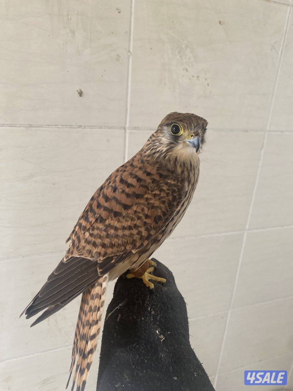 الرقه _ قطعه ٦0