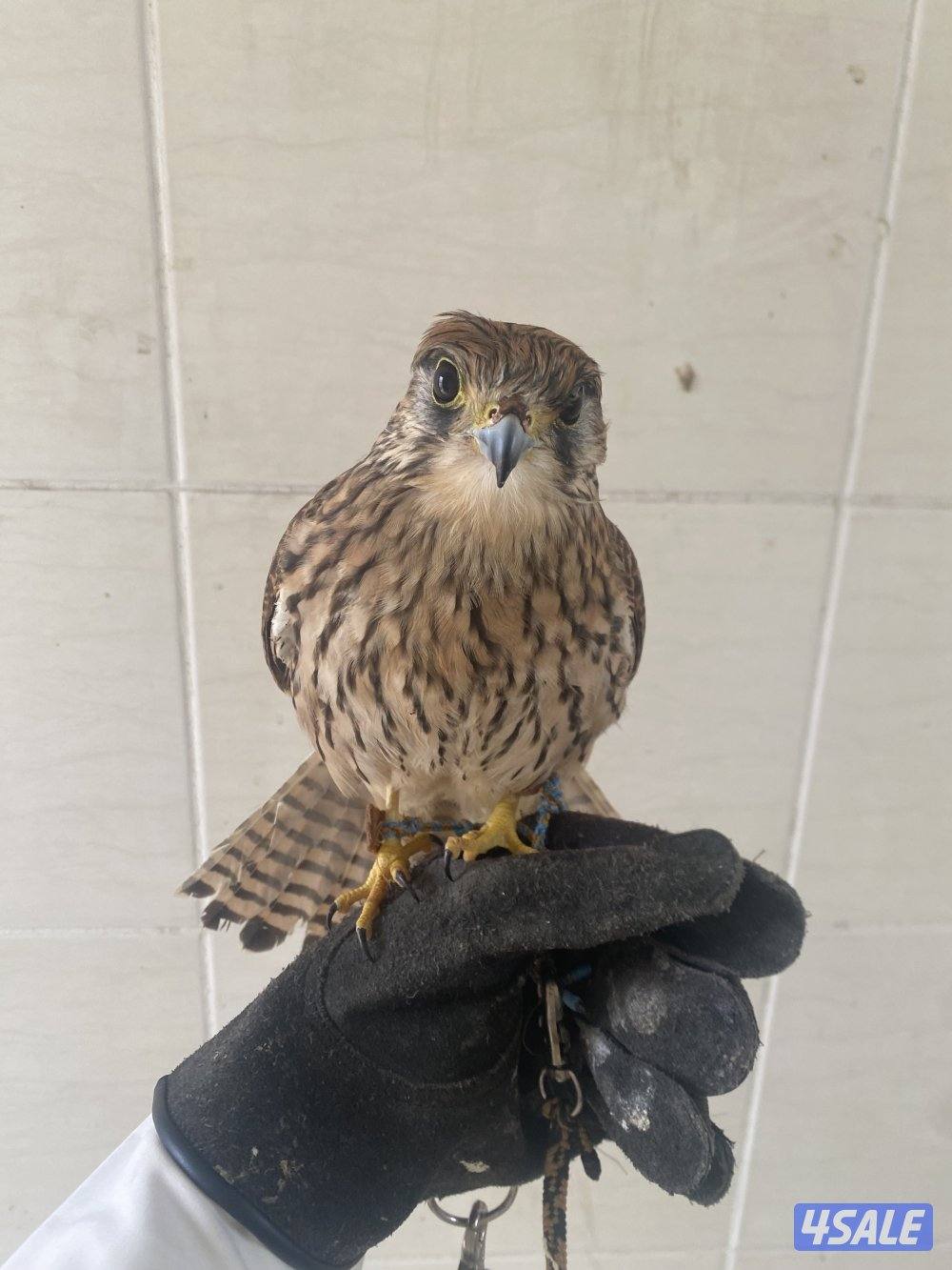 الرقه _ قطعه ٦1