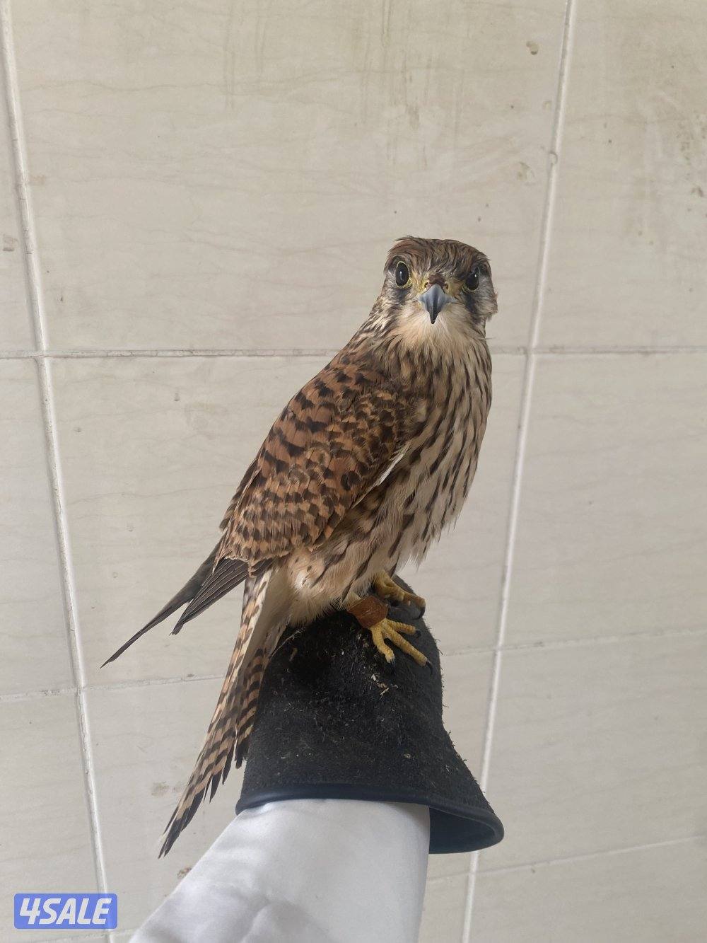 الرقه _ قطعه ٦2