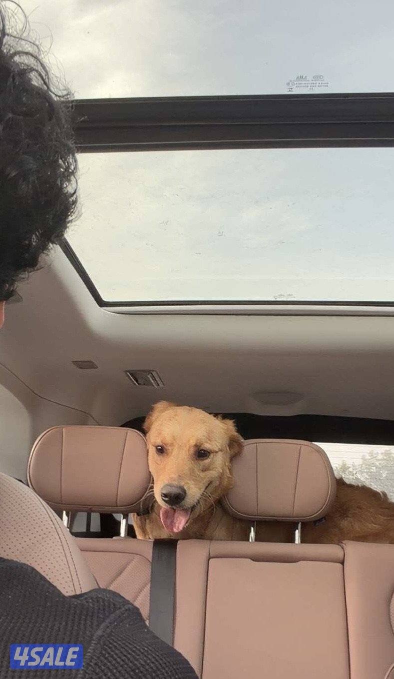 كلب قولدن ريتريفر0