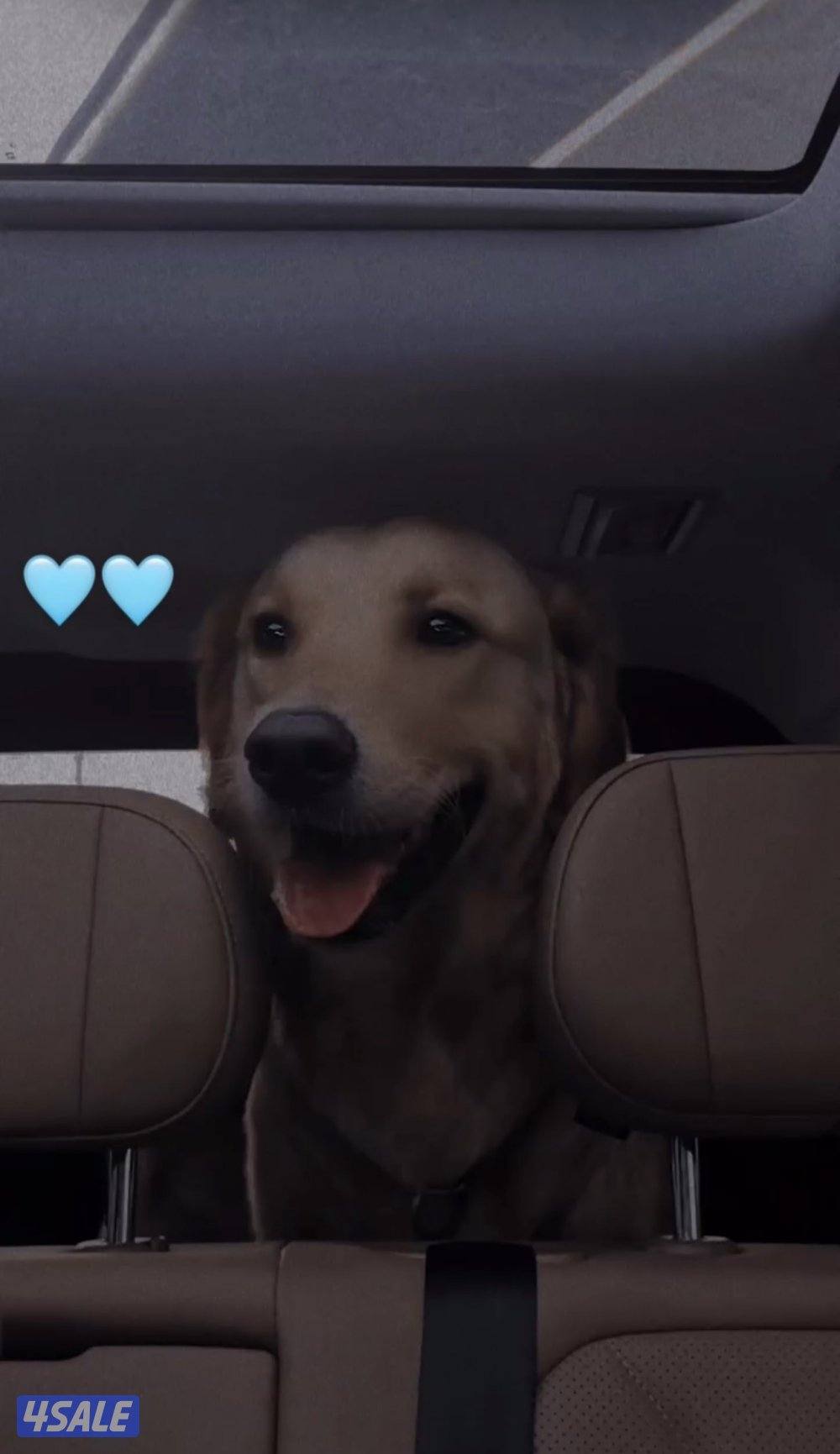 كلب قولدن ريتريفر2