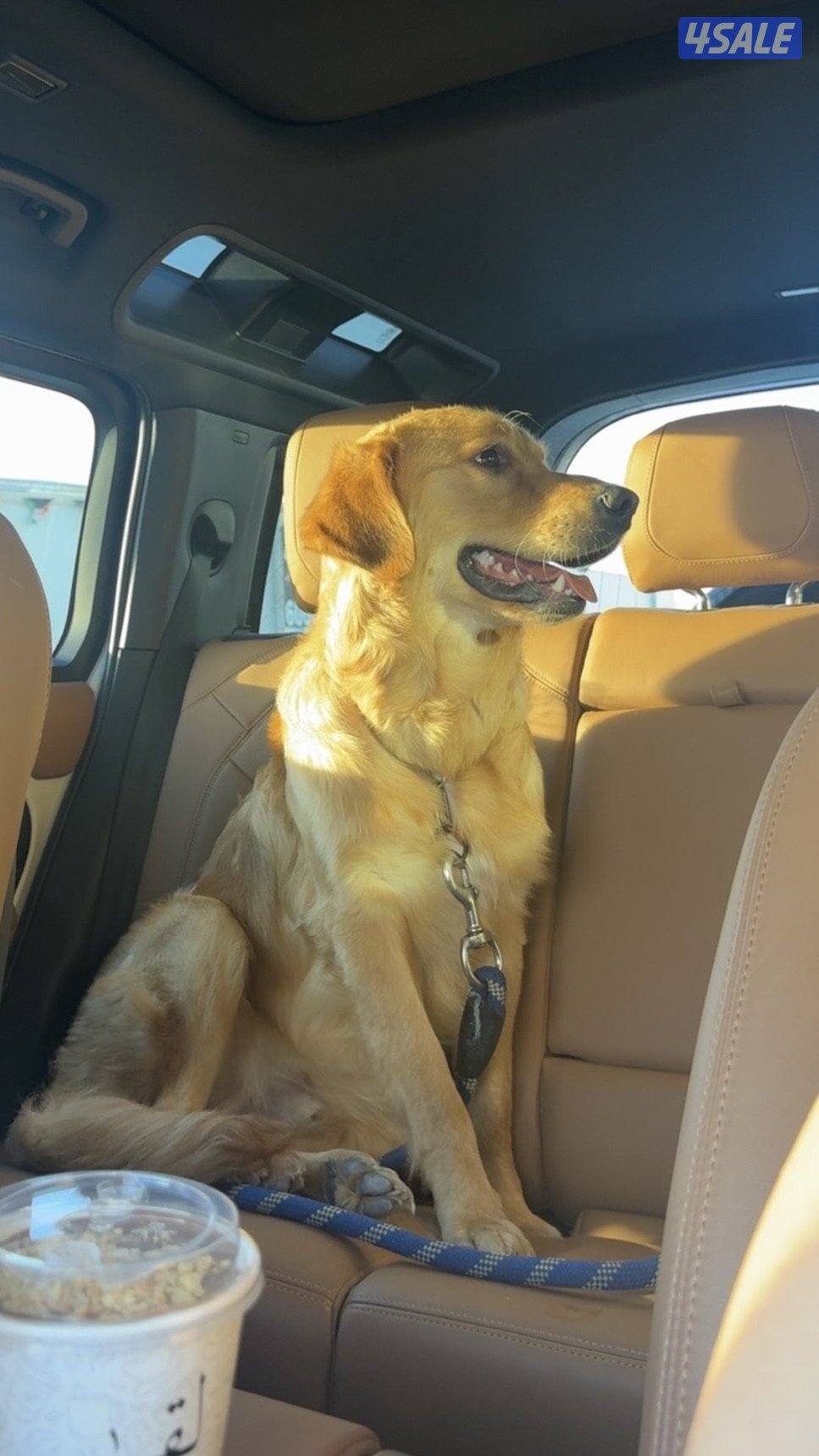 كلب قولدن ريتريفر1