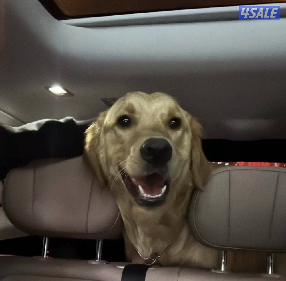 كلب قولدن ريتريفر3