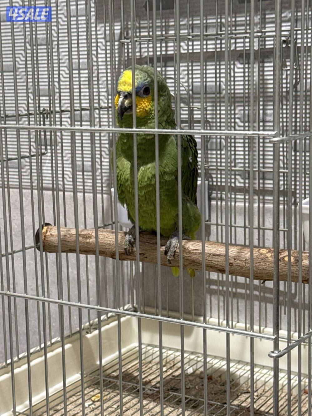 للبيع امزون0