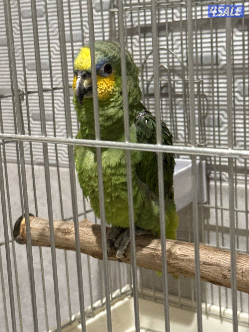 للبيع امزون1