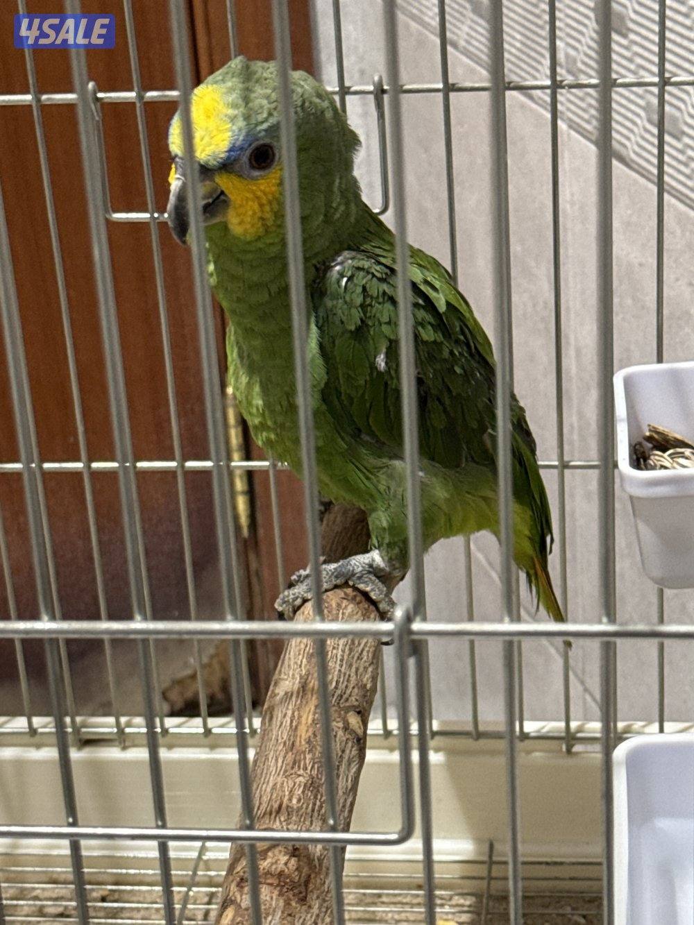 للبيع امزون2