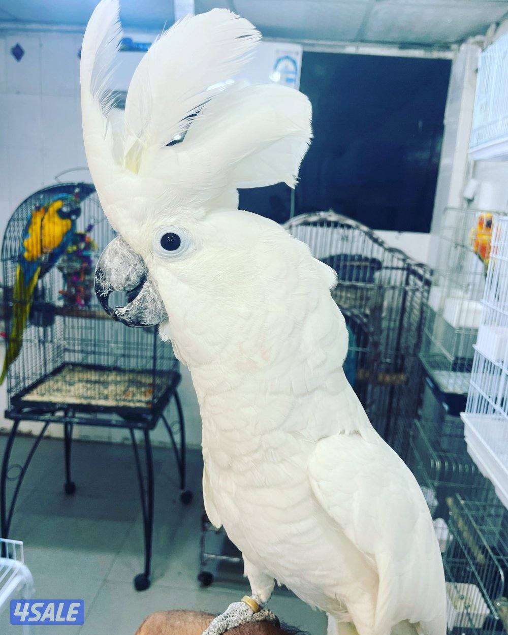 I have lost an umbrella bird.if anyone found it please return it.0