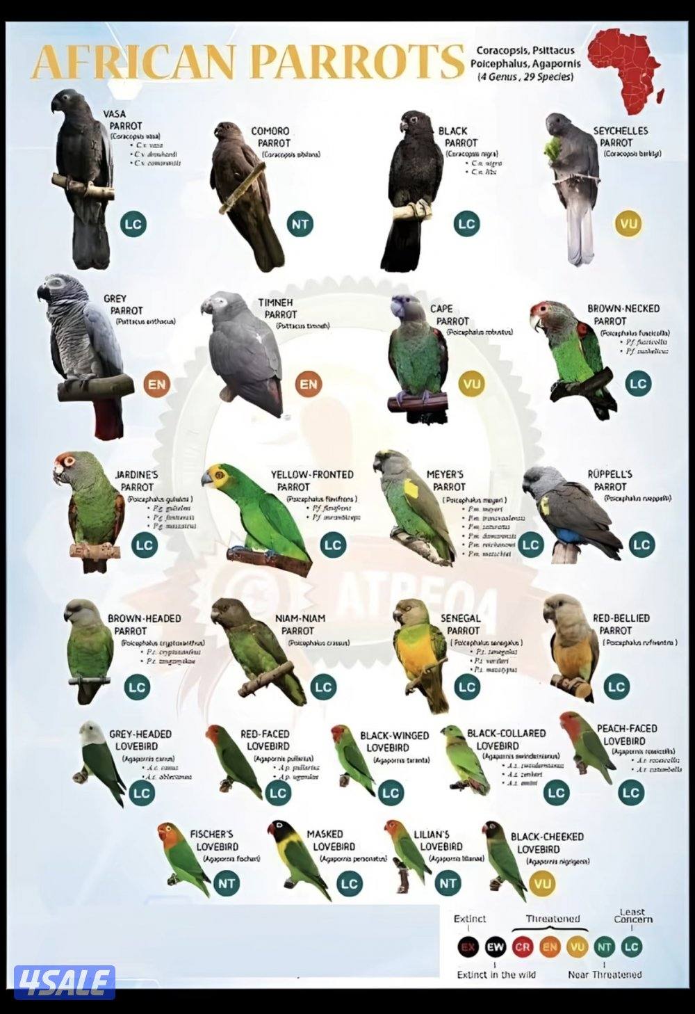 نشتري جميع الانواع1