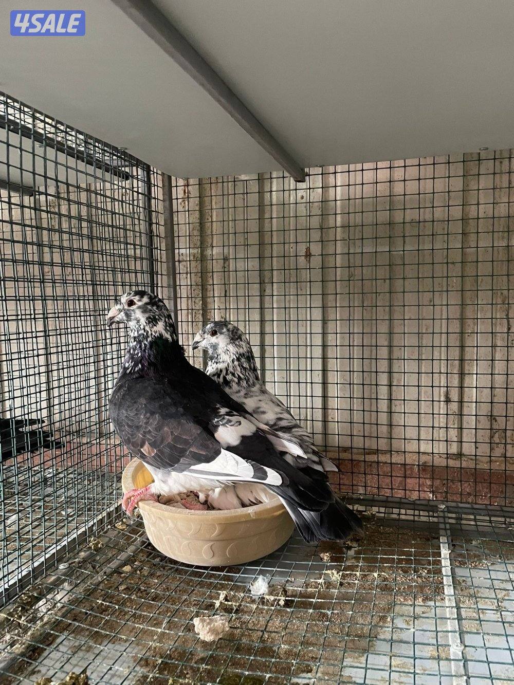 زاجل بلجيكي0