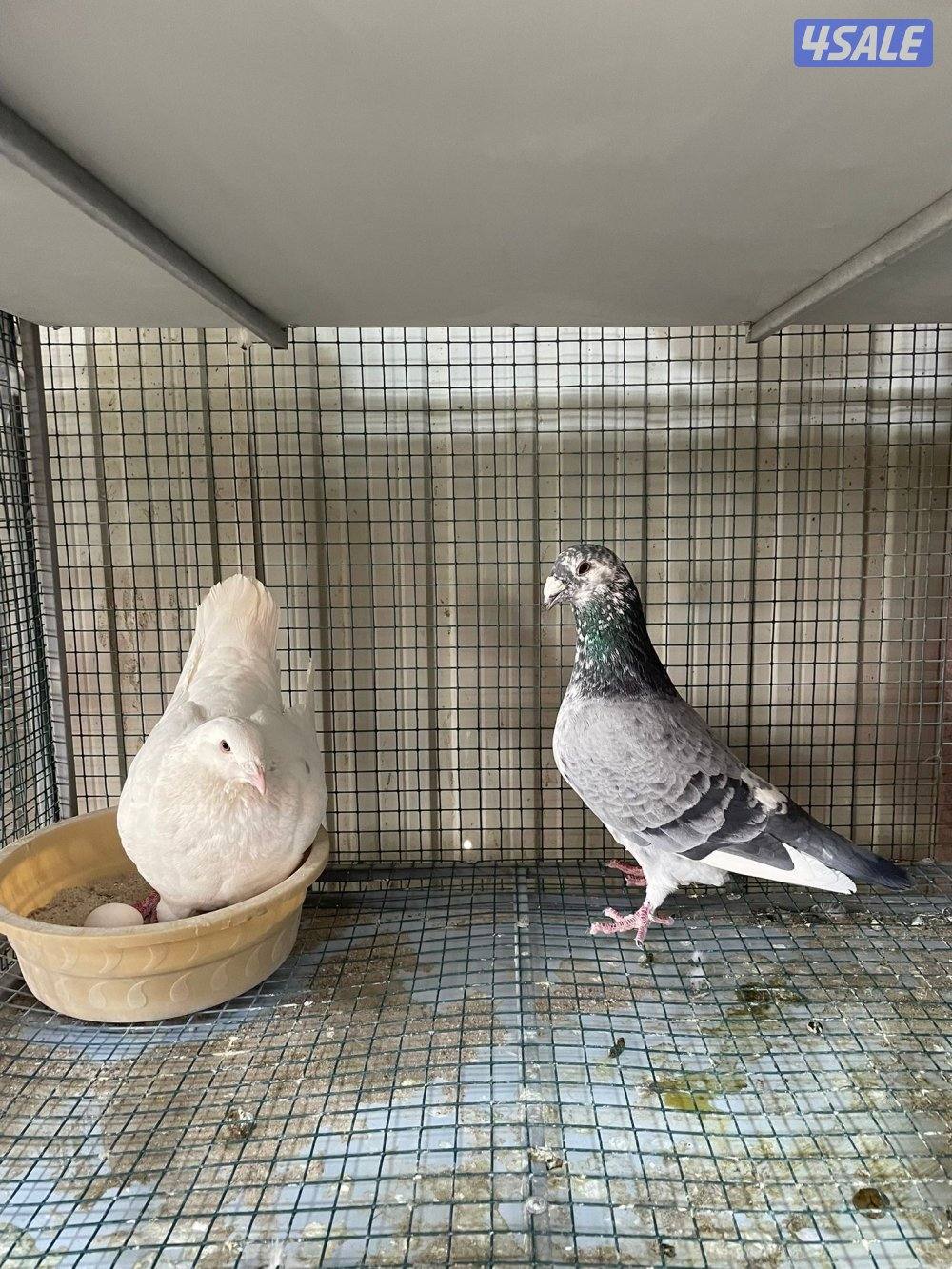 زاجل بلجيكي1