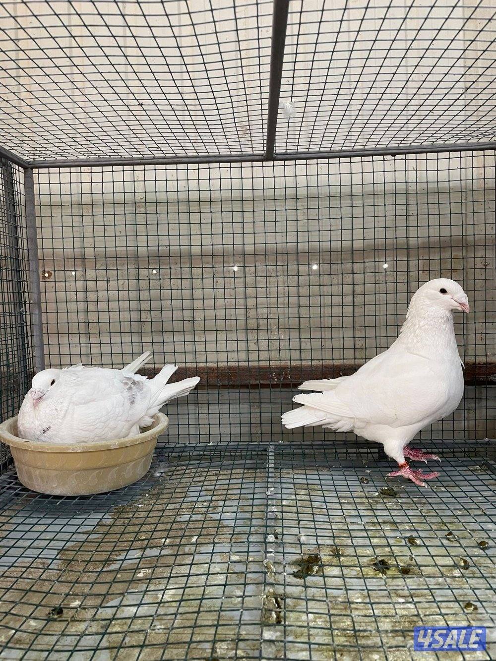 زاجل بلجيكي2