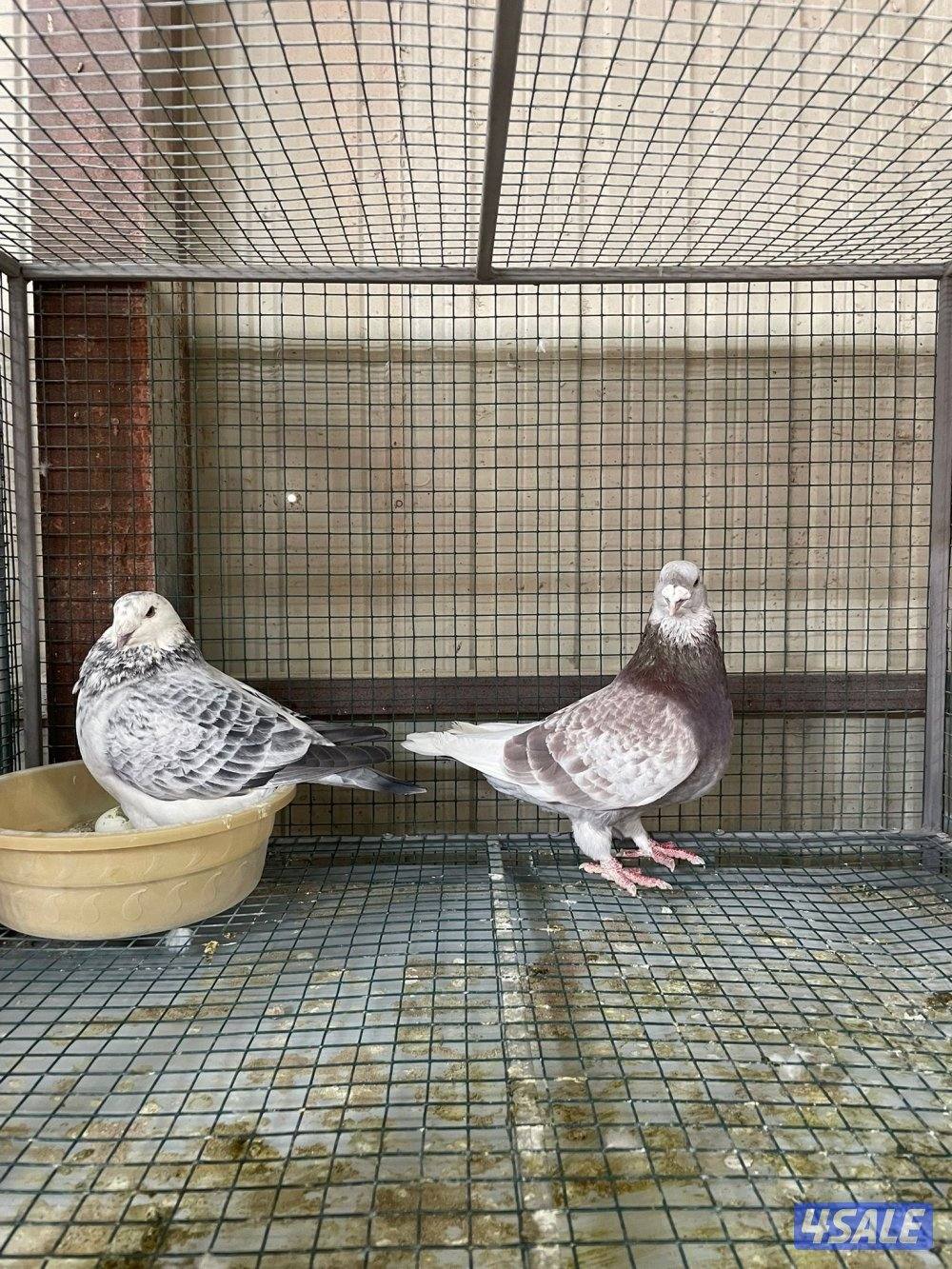 زاجل بلجيكي3