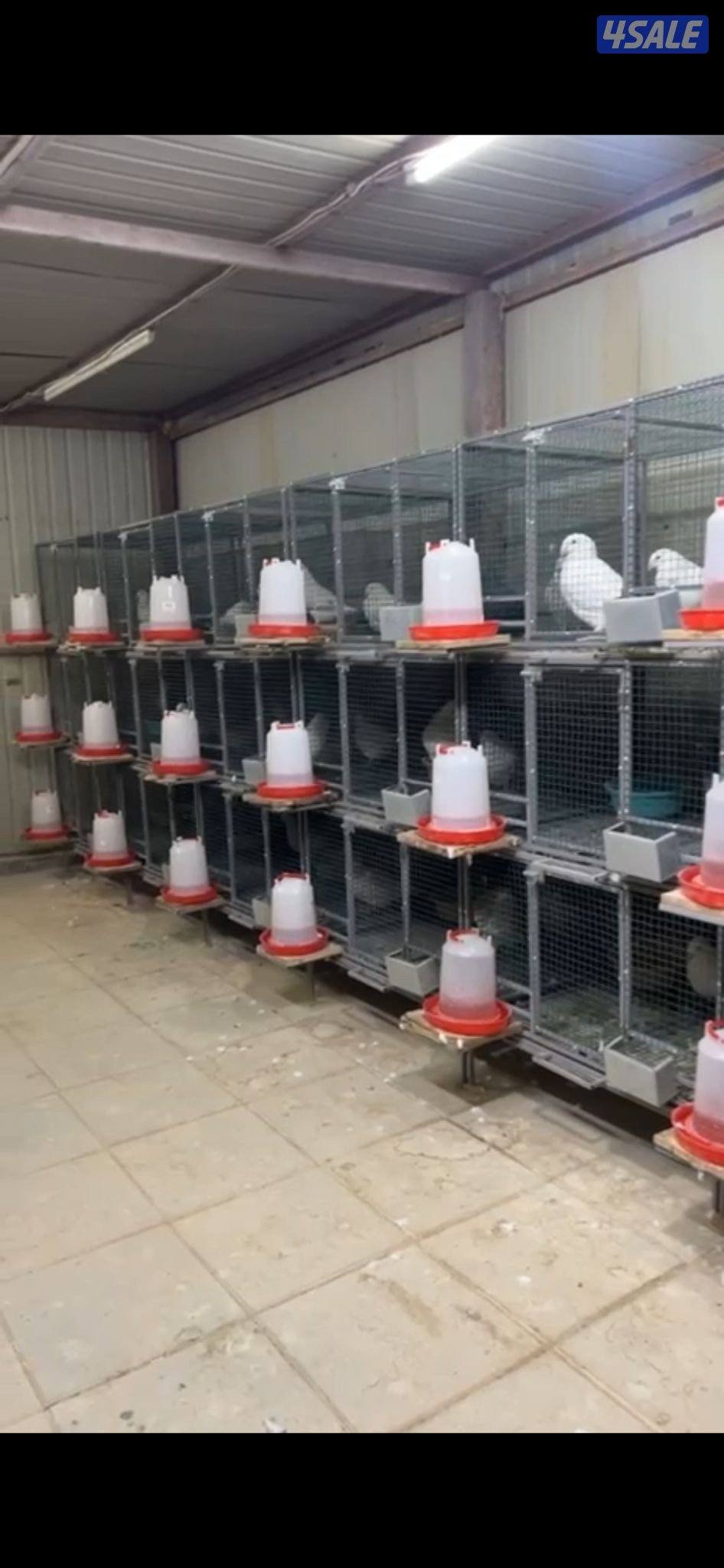 زاجل بلجيكي4