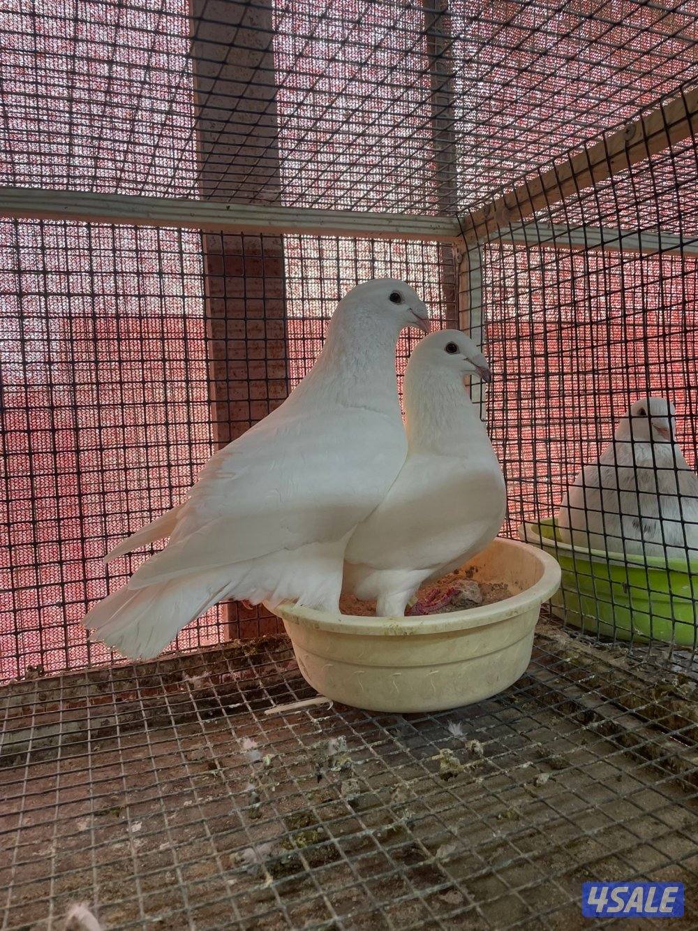 زاجل بلجيكي6