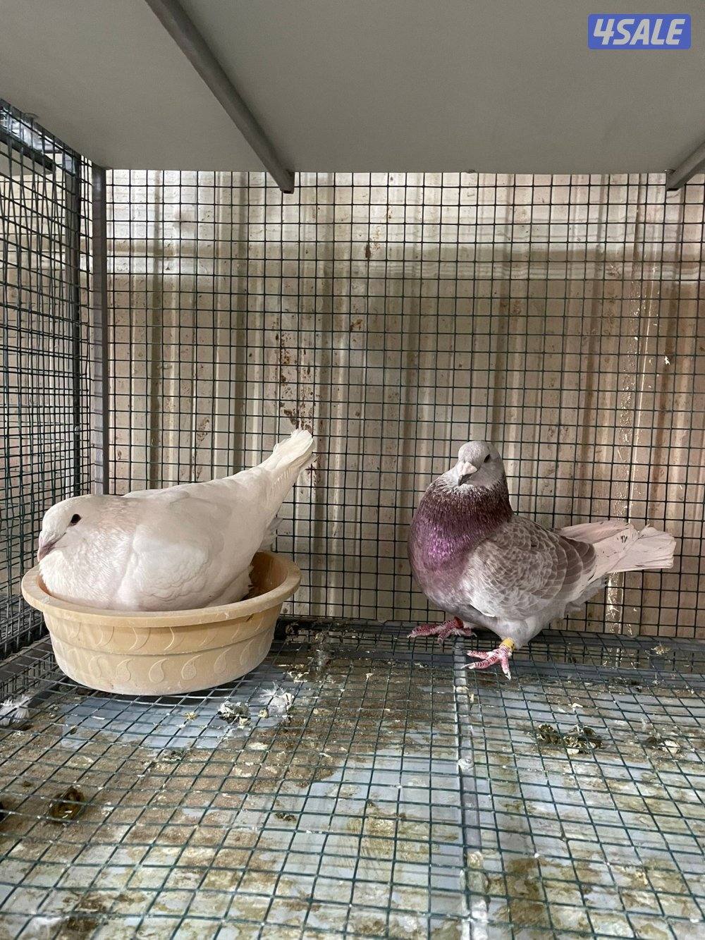 زاجل بلجيكي5