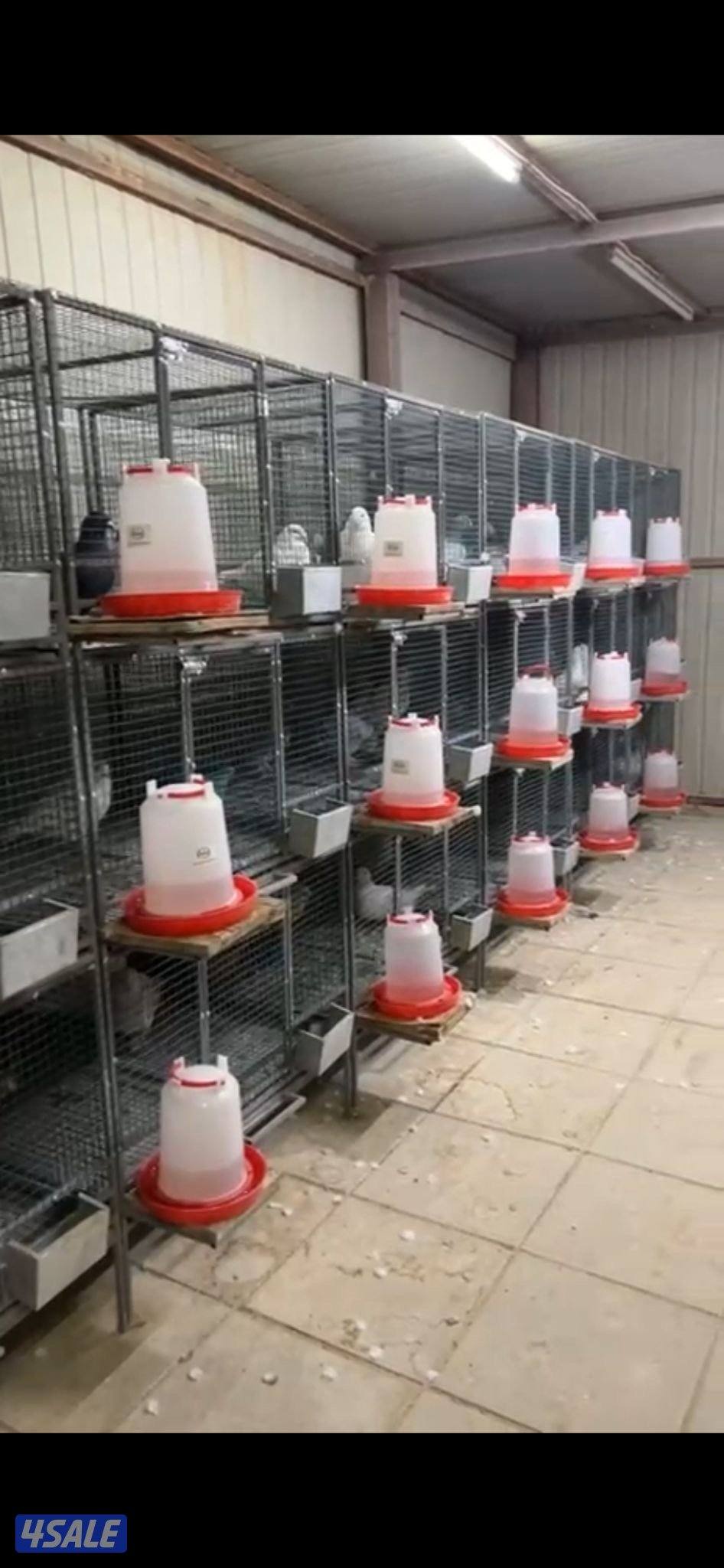 زاجل بلجيكي7